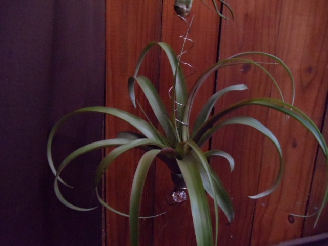 Three Air Plants-- custom handmade hanging sculpture