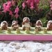 SALE Sheep Menorah