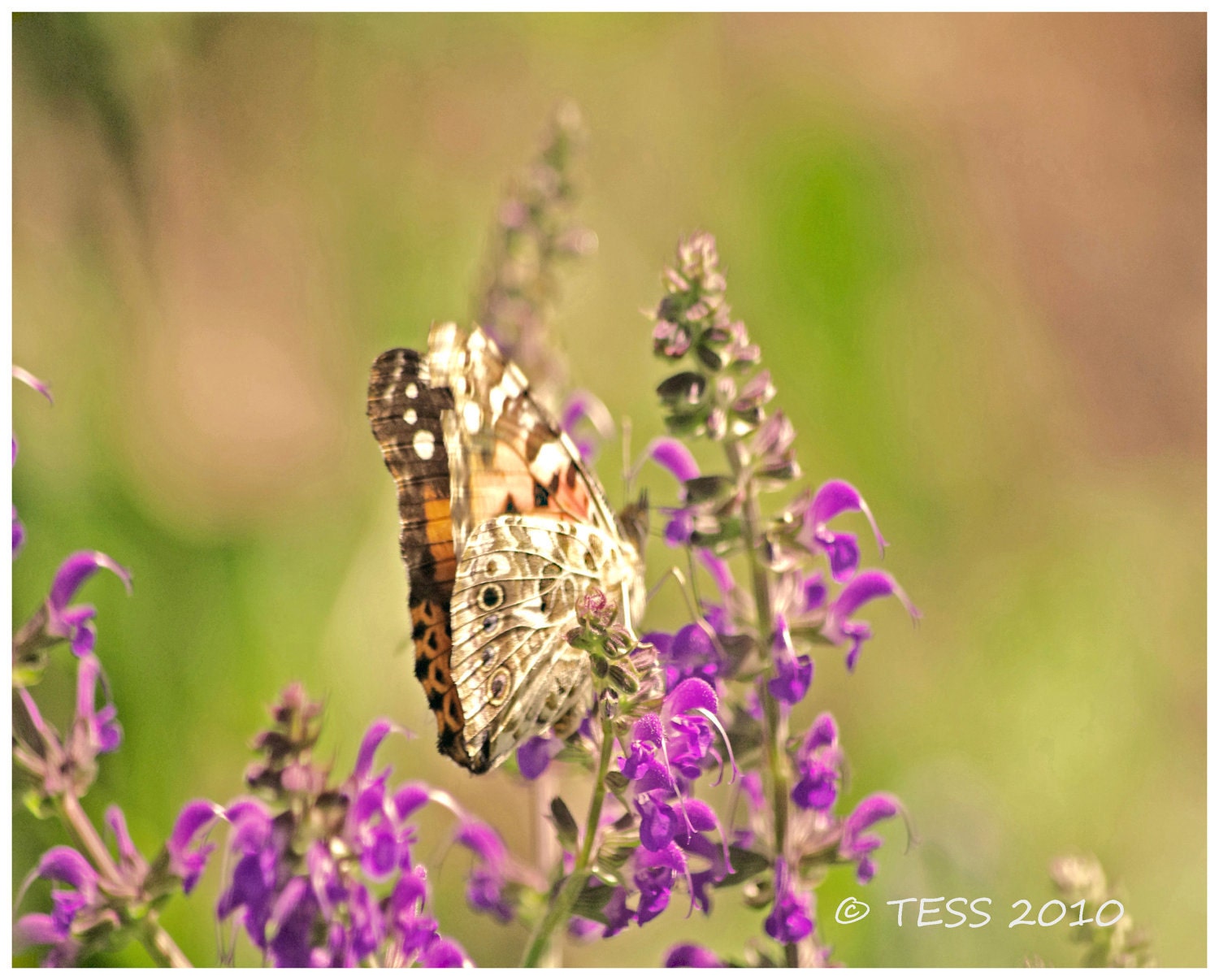Summer Butterfly Photo  - 8 x 10 Photographic Print  - Spring -  Nature
