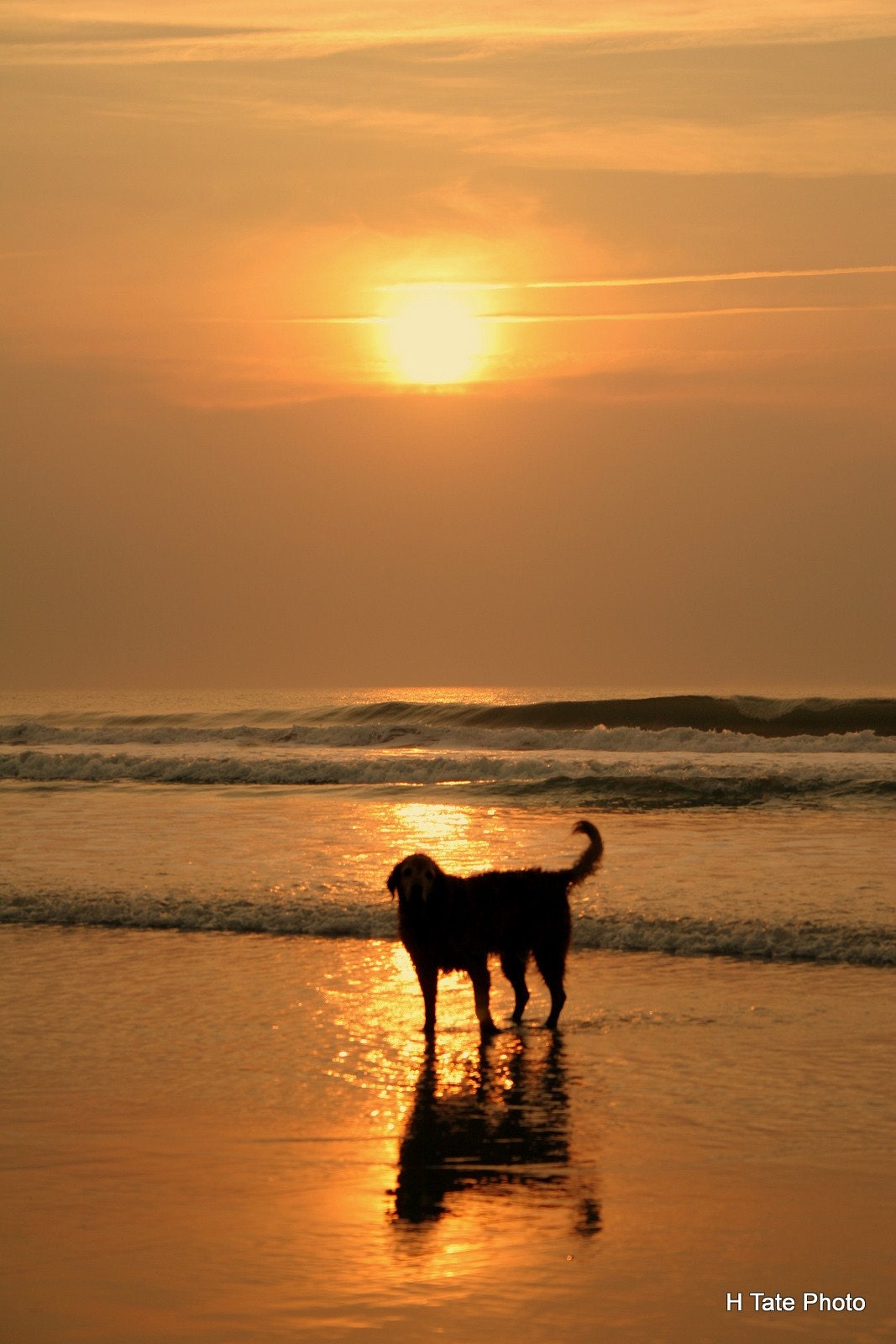Golden Morning