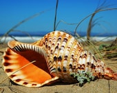 Tritons Trumpet - Macro Sea Shell-Sea Shell at the Beach-Fine Art Photography-18X24 Gallery Wrap Canvas Giclee