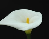 Calla Lily Flower-Macro Flower-White on Black-Fine Art Photography- 8X10