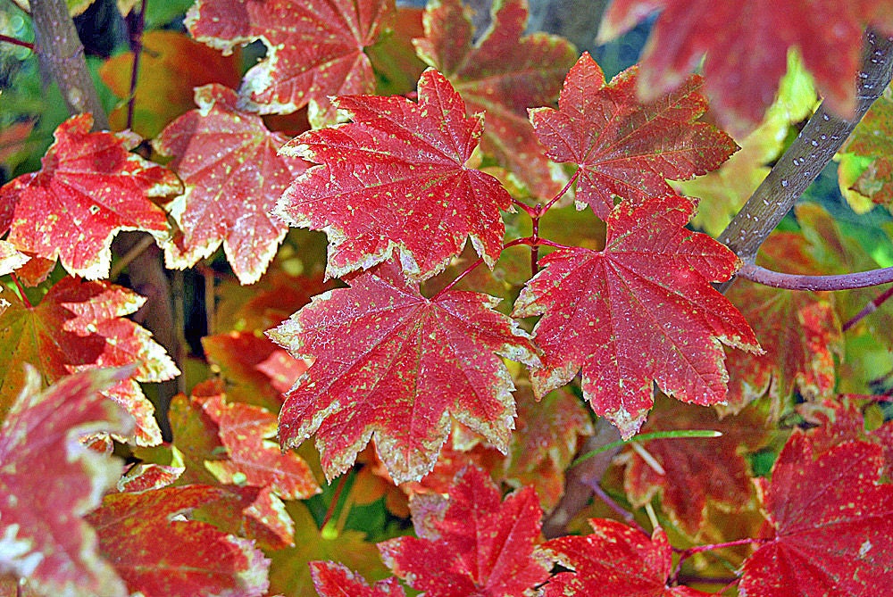 Autumn Leaves-Fine Art Photography-Yosemite-Red Leaves-8X10 - carensilvestri