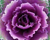Ornamental Cabbage-Purple & Green Cabbage-Fine Art Photography-Wall Art-Home Decor-20X30 Gallery Wrap Canvas Giclee