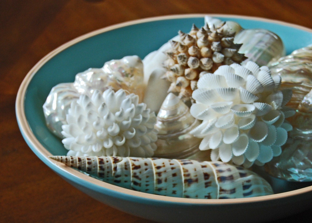 Still Life Photograph-Bowl of Sea Shells-Fine Art Photography-Wall Art-Home Decor-5X7