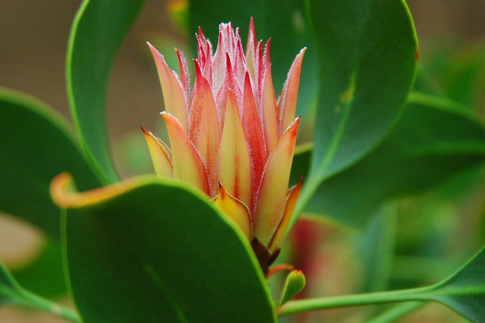 Hawaiian Protea Flowers- Hawaiian Flowers-Tropical Flowers-Fine Art Photography-Wall Art-Home Decor-Set of Three Prints