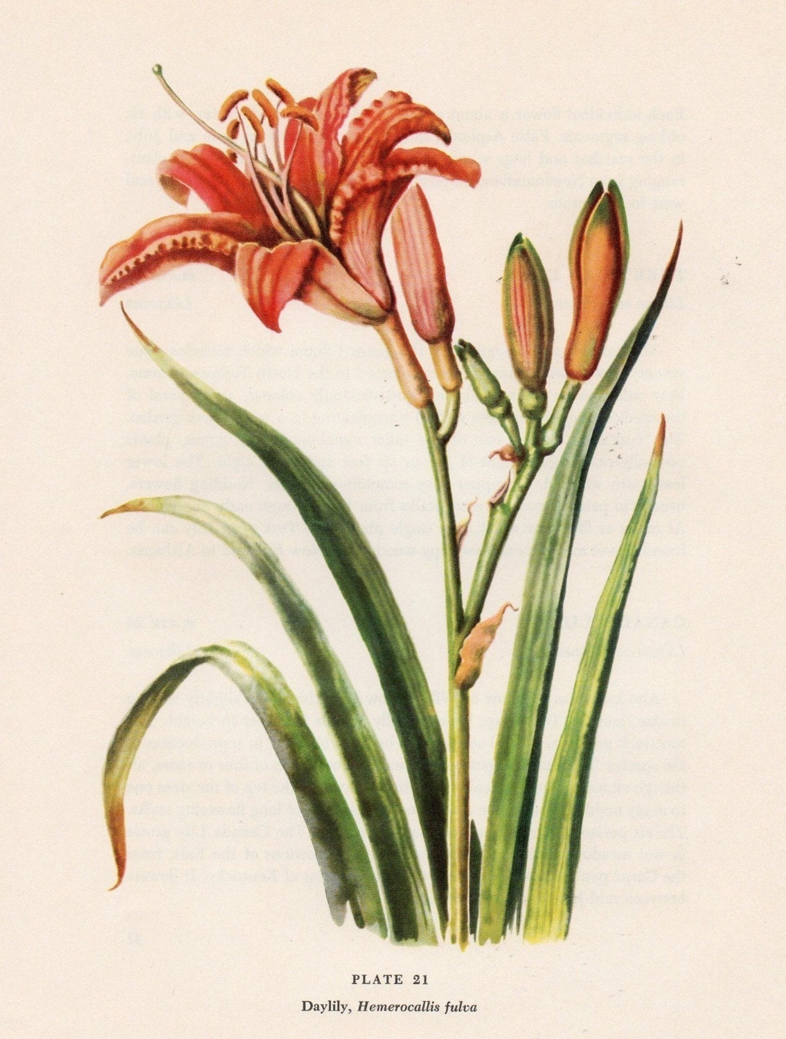 DAY LILY  WILDFLOWER  Botanical Vintage 1980's    Plate 21     My Mom Had These all Over Her Yard  So Sweet