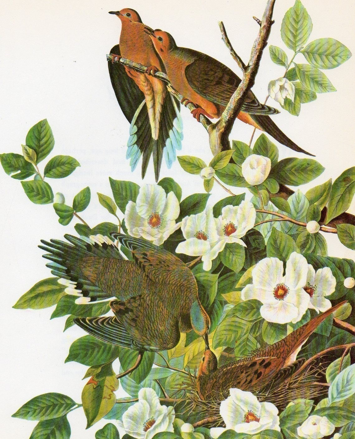 Audubon Prints