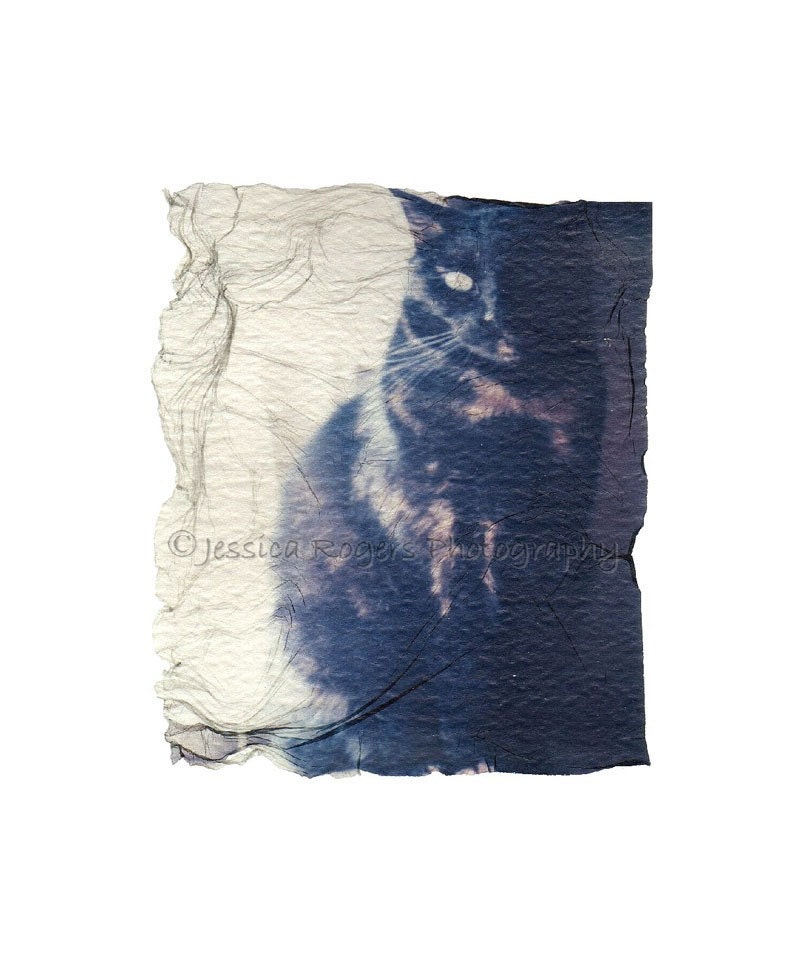 Cat in Window, Polaroid Emulsion Lift Reprint, 5x7