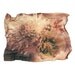 Cholla Cactus Bloom, Polaroid Emulsion Lift Reprint, 5x7