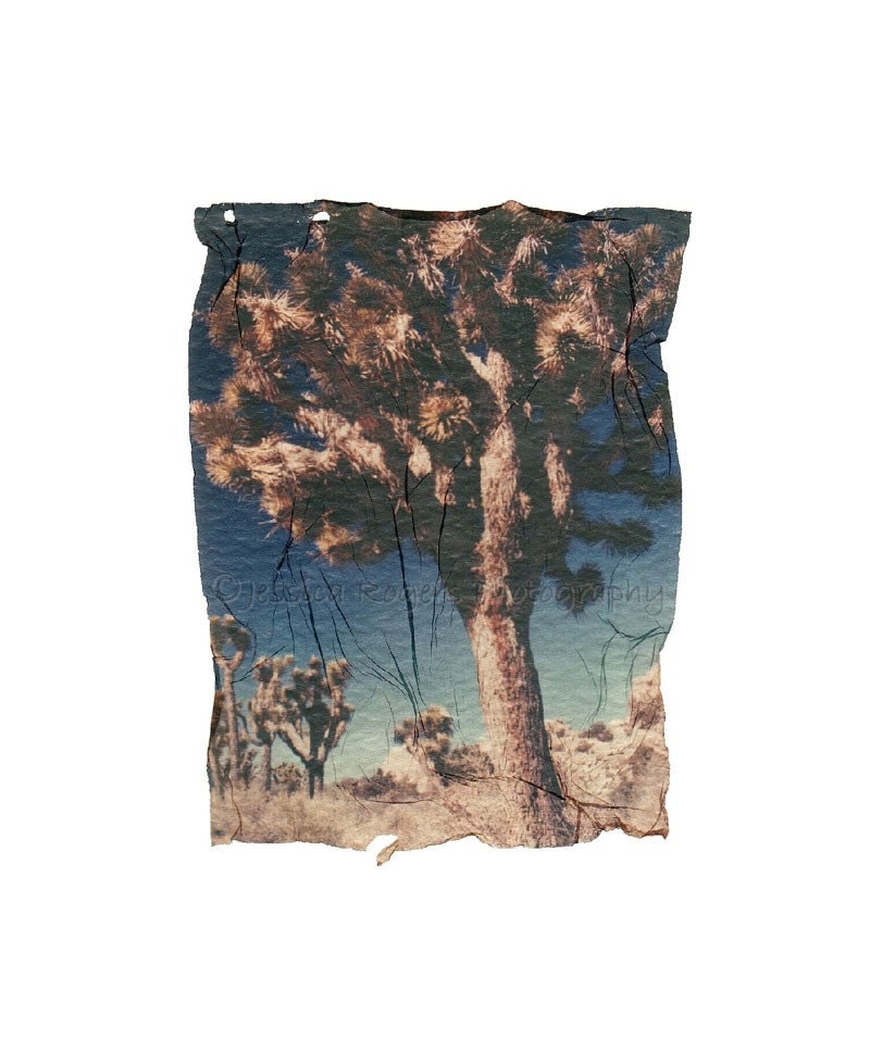 Yuccas 3, Polaroid Emulsion Lift Reprint, 5x7