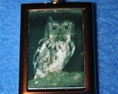 Owl Rectangle Keychain Screech Owl