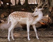 Aceo Deer Photo Spotted Deer 2.5x3.5 inches