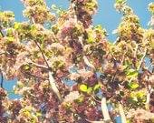 Spring Blossoms - 8 x 10 Fine Art Photograph
