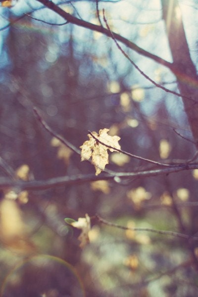 Sparkle - 4 x 6 Fine Art Photograph