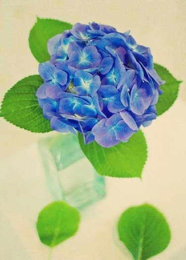Hydrangea - ACEO Mini Print - blue green vibrant spring summer bouquet vase nostalgic flower floral collectible print