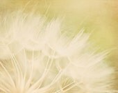 Wish - 4 x 6 Fine Art Metallic Photograph - nostalgic spring yellow gold home decor print