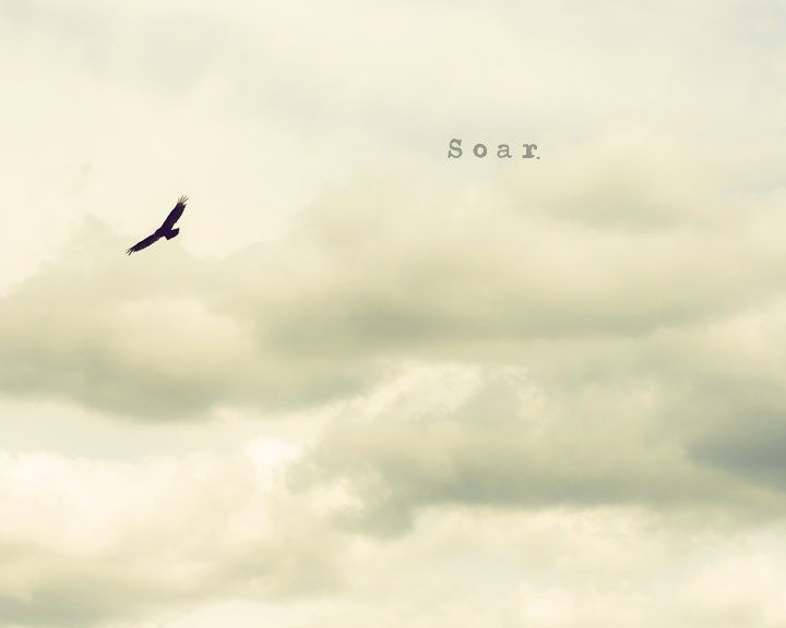 Soar - 8 x 10 Fine Art Photograph - grey gray bird nature clouds neutral unisex home decor print