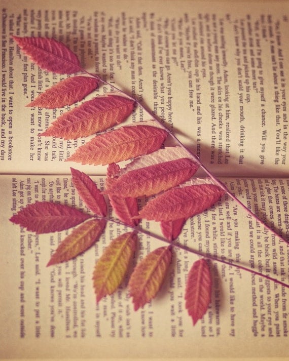 Autumn Reading - 8 x 10 Fine Art Photograph - red orange leaves fall autumn book home decor photo print
