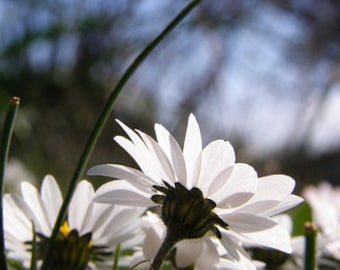 Flower Photography Daisies Art print