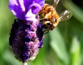 Bee Lavender Card