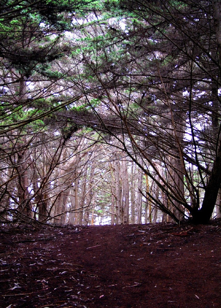 Moss Beach Photo Art Card