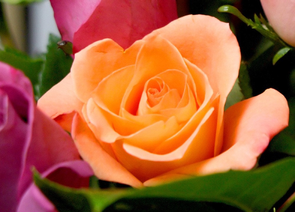 Roses Photo Art Card