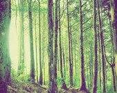 Walking in the forest - Spring forest green earthy nursery deco Sun Catcher Spring beauty Nature Beauty Spring green color photography