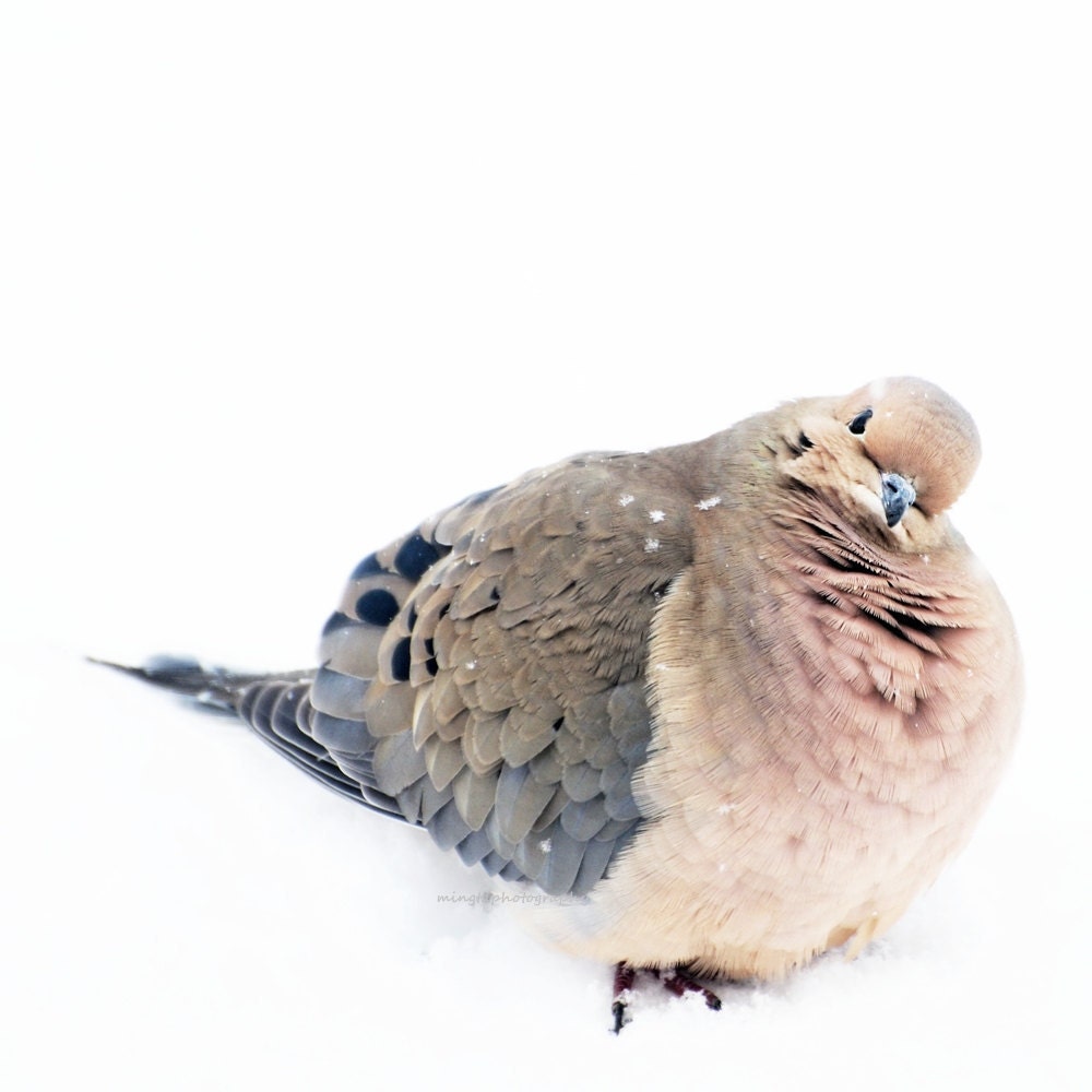 Snowflakes on Mourning Dove - Mourning Dove In Snow with REAL SNOWFLAKES On Snowig Snowy Winter decor Nature beauty Fine Art Print 8x8