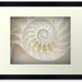 Ocean Dreaming - Nautilus Shell Beach treasury Ocean is calling Beach bum Beach house decor Summer Fine Art Print 16x20 - Limited 4/50