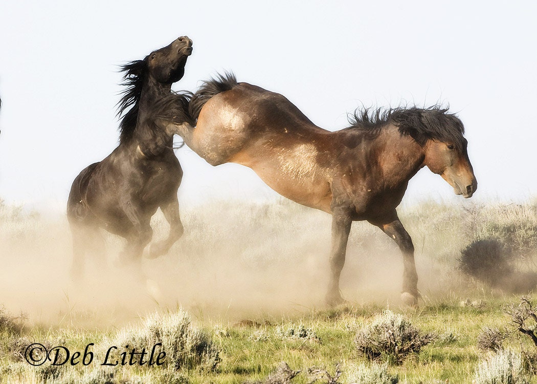 A Stallions Quarrel - Wild Mustangs Original Fine Art Photograph
