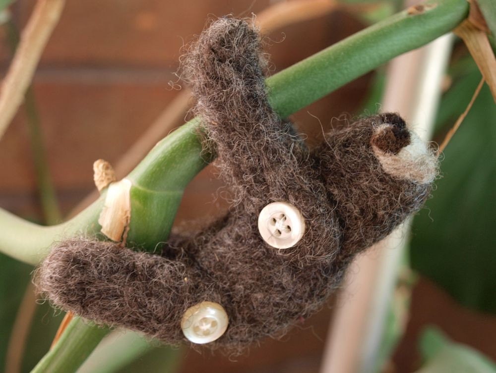 Mojave the Pocket Sloth