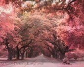 Nature Photography - Surreal Trees Landscape Photos, Old Oak Trees South Carolina, Fine Art Nature Photography 8" x 12"