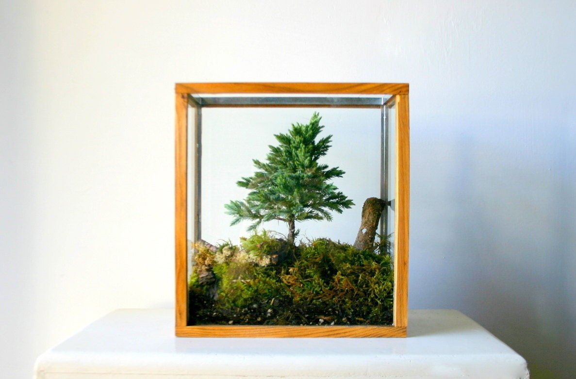 Table Top Forest Terrarium