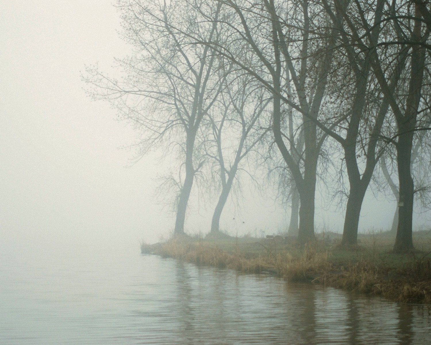 Dreamy surreal fog landscape,  forest woodland, riverfront trees, autumn, home decor wall art - Misty River 8 x 10