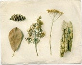Botanical collection, forest floor,  woodland ,dried flowers, leaves, still life, bark, wall art, home decor - Nature Study 8 x 10