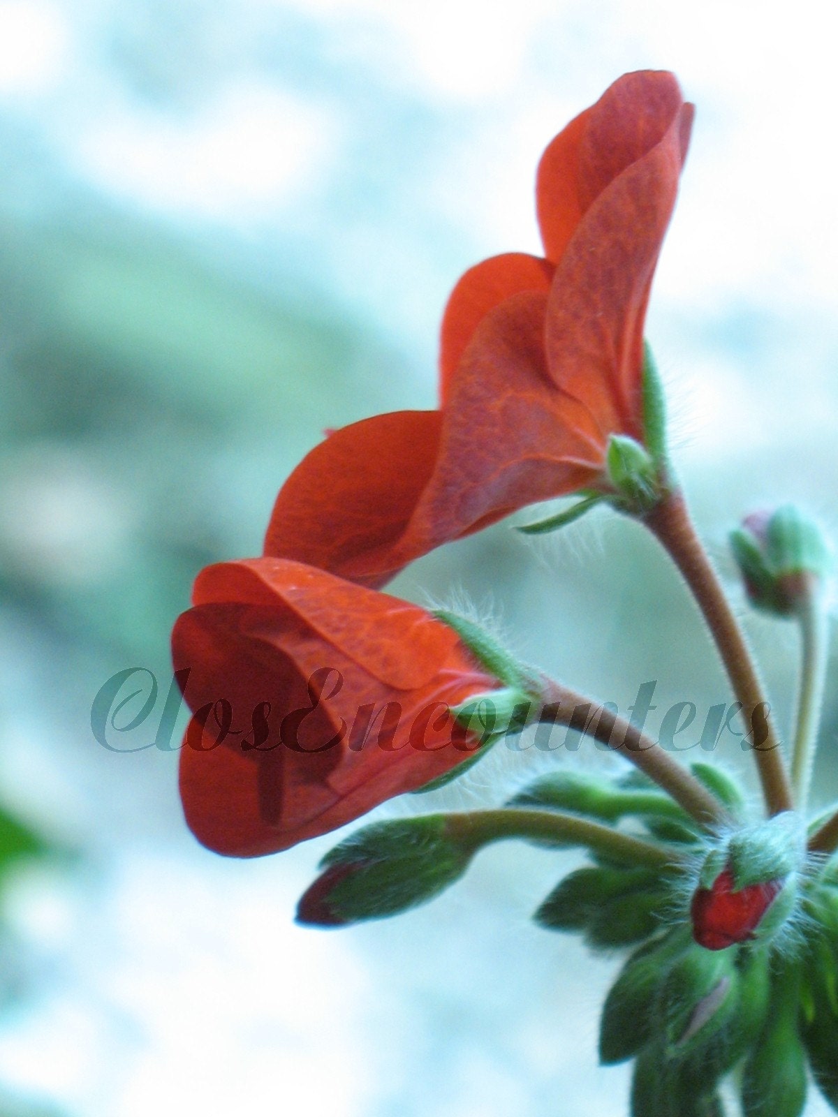 Red Petals - Fine Art Photography Macro Floral Print 8x10 - Botanical Garden Photography Wall Art Home Decor