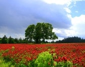 Magic Fields of Crimson Clover, Kris Tabor photography art print