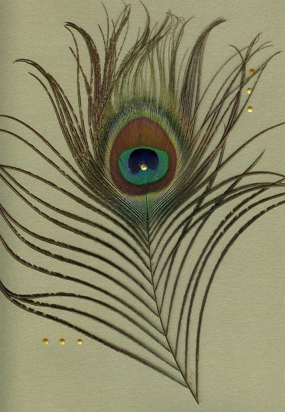Golden Blessings Peacock Feather Card -and the feather is real