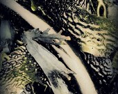 Kelp Garden - Kira Tabor Lewis photography art print