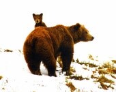 Grizzly Bear with Cub - Series 1 of 4 photography art prints
