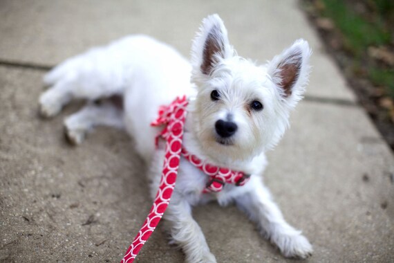 Step-In Dog Harness, Leash and Flower Set......Size XSmall......Your Choice of Any Style in the Shop