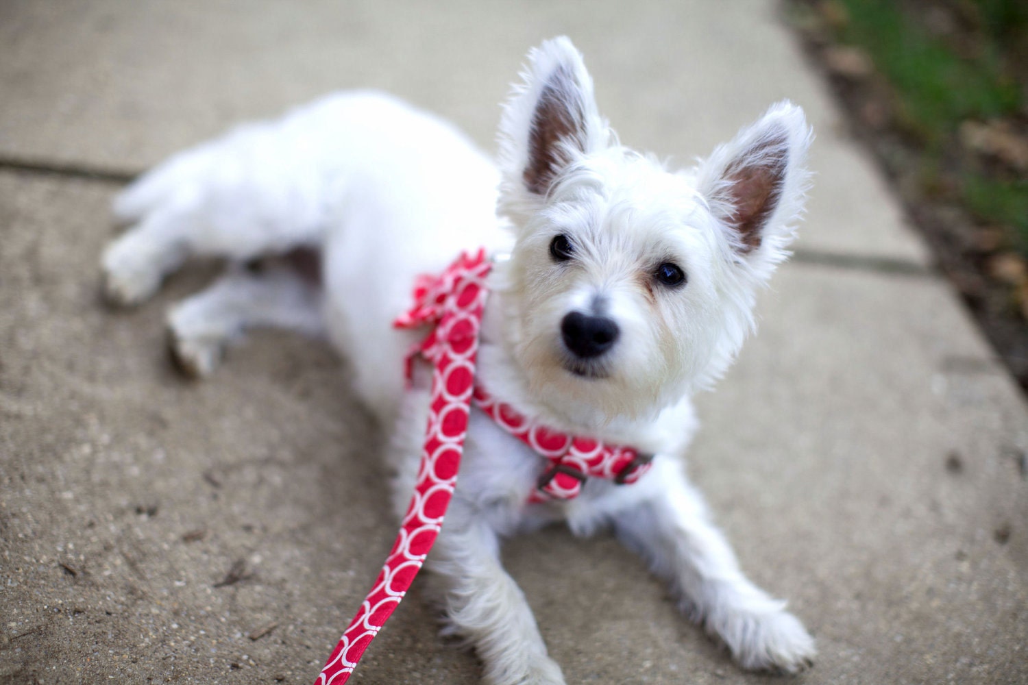 Step-In Dog Harness, Leash and Flower Set......Size XSmall......Your Choice of Any Style in the Shop