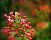 Tiny Pink Buds - 8x8 Fine Art Photography Print - nature flowers floral pink green autumn fall bloom bokeh photograph