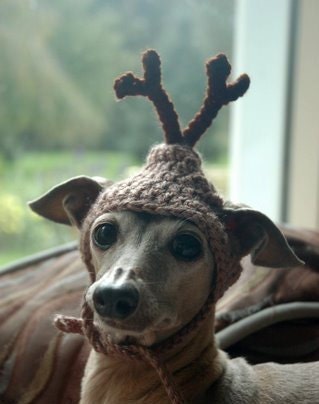 Reserved for Ranting - Dog hat - REINDEER - Christmas pet hat - Humorous Funny Antlers - 2 to 20 lb pets- Made to Order