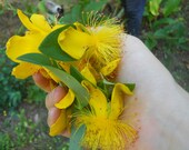 Organic St. John's Wort Flowers- Dried Organic St. John's Wort Herb