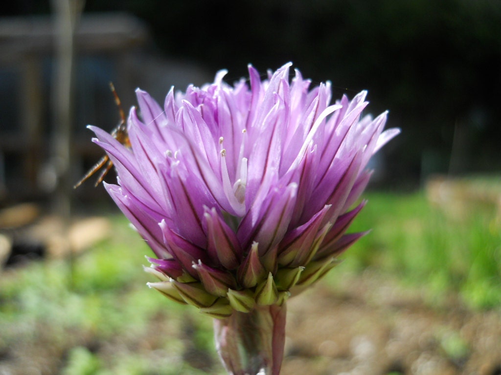 Organic Chive Seeds
