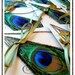 50 MELODIE Peacock Themed Petit Wedding Programs