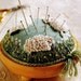 Counting Sheep Pincushion Pattern and Print Kit