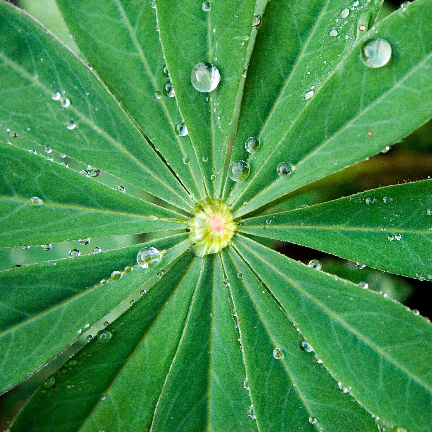 Leaf with Water Droplets - Fine Art Photo on 5x5 Bamboo Panel